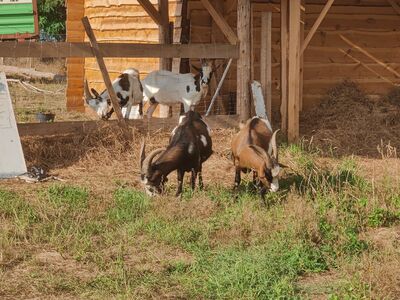 Neben dem Zeltplatz waren einige zutrauliche Ziegen. Man sieht je zwei schwarz-weiße und braun-weiß-gefleckte Tiere beim Grasen.