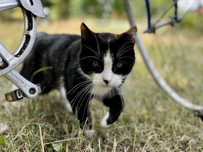 Eine schwarz-weiße Katze läuft unter einem Fahrrad hindurch.