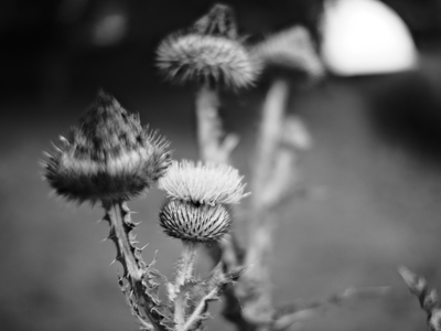 DSCF9146